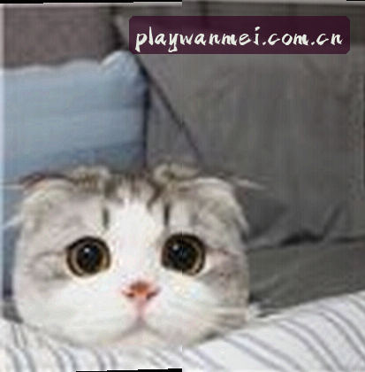 李伟